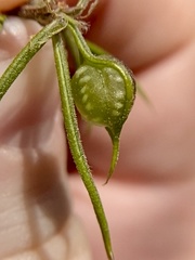 Dryocosmus quercuslaurifoliae