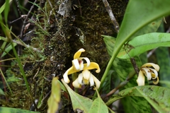 Maxillaria angustisegmenta