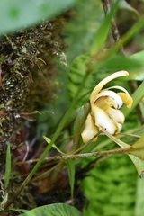 Maxillaria angustisegmenta