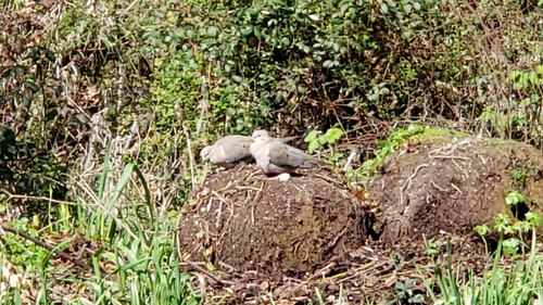 Mourning Dove photographed in Washington