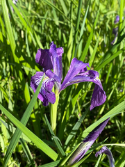 Iris tenax tenax