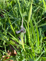 Iris tenax tenax