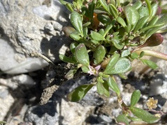 Trianthema portulacastrum