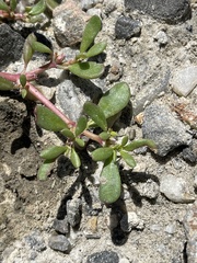 Trianthema portulacastrum