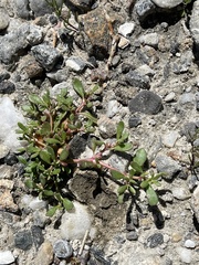Trianthema portulacastrum