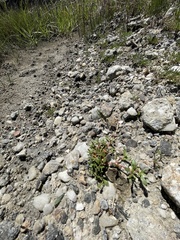 Trianthema portulacastrum