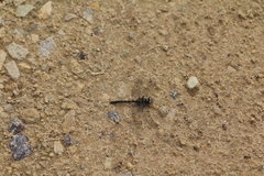 Williamsonia lintneri