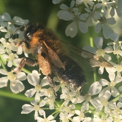 Andrena
