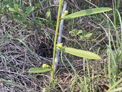 Asimina angustifolia