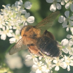 Andrena