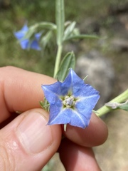 Trichodesma zeylanicum