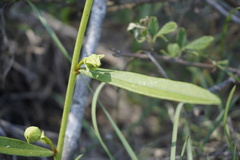 Asimina angustifolia