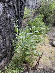 Trichodesma zeylanicum