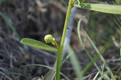 Asimina angustifolia