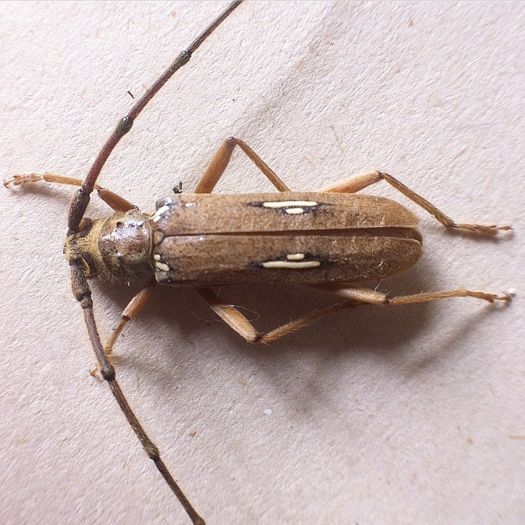 Pantomallus