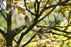 Paradoxornis guttaticollis