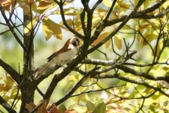 Paradoxornis guttaticollis