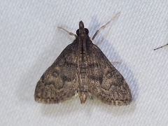 Steniodes declivalis