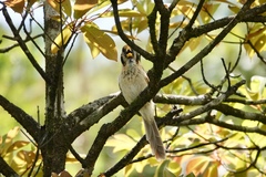 Paradoxornis guttaticollis