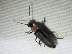 Podabrus quadratus