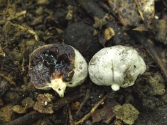 Rossbeevera griseovelutina
