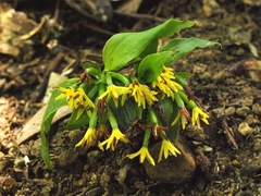 Apostasia wallichii