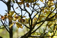 Paradoxornis guttaticollis