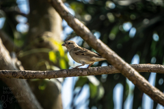 Passer domesticus