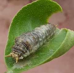 Papilio demoleus