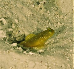 Cryptocentrus cinctus