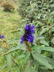 Salvia corrugata