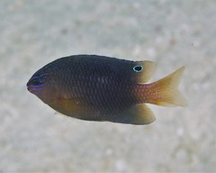 Pomacentrus wardi