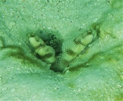 Cryptocentrus cinctus
