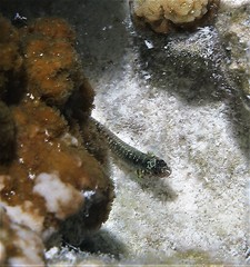 Eviota queenslandica