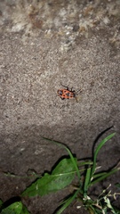 Pyrrhocoris apterus