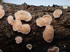 Phaeotremella mycetophiloides