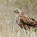 Long-legged Buzzard - Photo (c) Paul Cools, some rights reserved (CC BY-NC), uploaded by Paul Cools