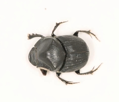 Onthophagus lenzii