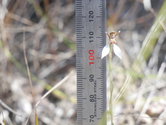 Eriochilus collinus collinus