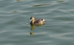 Tachybaptus ruficollis