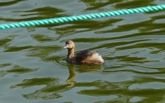 Tachybaptus ruficollis