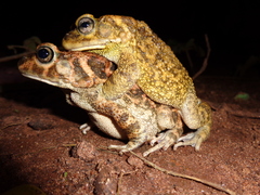Sclerophrys pusilla