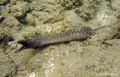 Gymnothorax undulatus