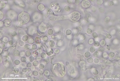 Phaeotremella mycetophiloides