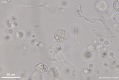 Phaeotremella mycetophiloides
