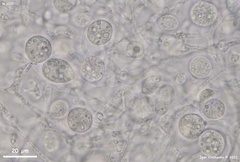 Phaeotremella mycetophiloides