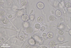 Phaeotremella mycetophiloides