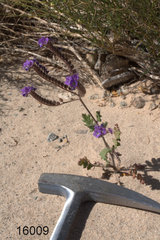 Phacelia crenulata crenulata
