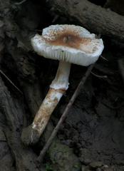 Lepiota cristata