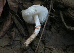 Lepiota cristata